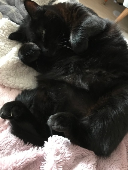 Chat noir beaucoup trop mignon